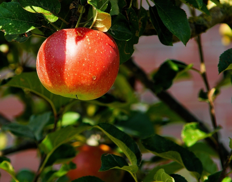 apple-tree-429213_1920