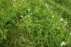 Couverts vegetaux EL19