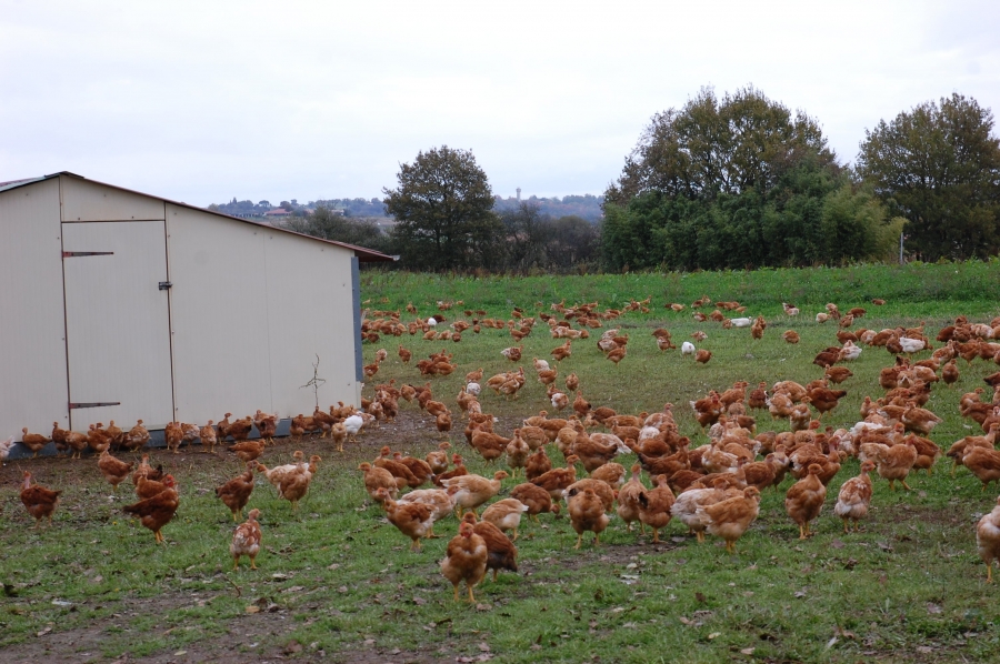 Poulets-min